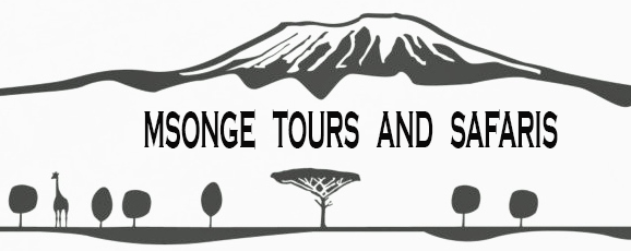 MSONGE TOUR'S
